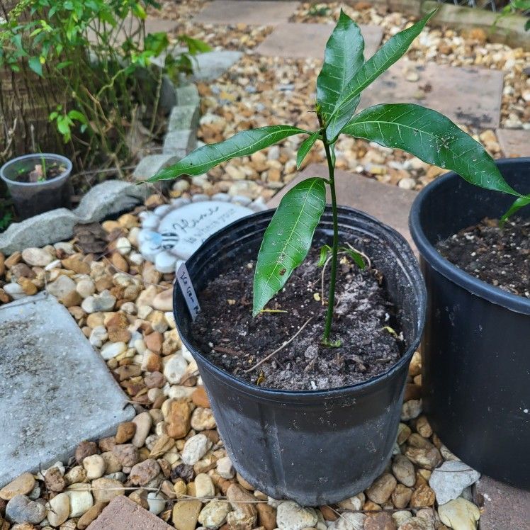dwarf ice cream mango trees seedlings