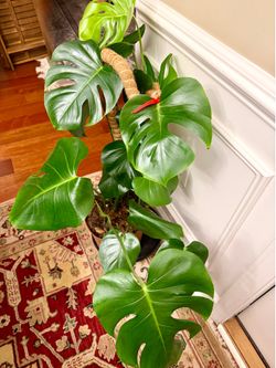 Monstera plant in 3 gallon pot