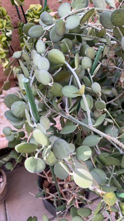 Silver Dollar Vine Live Plant