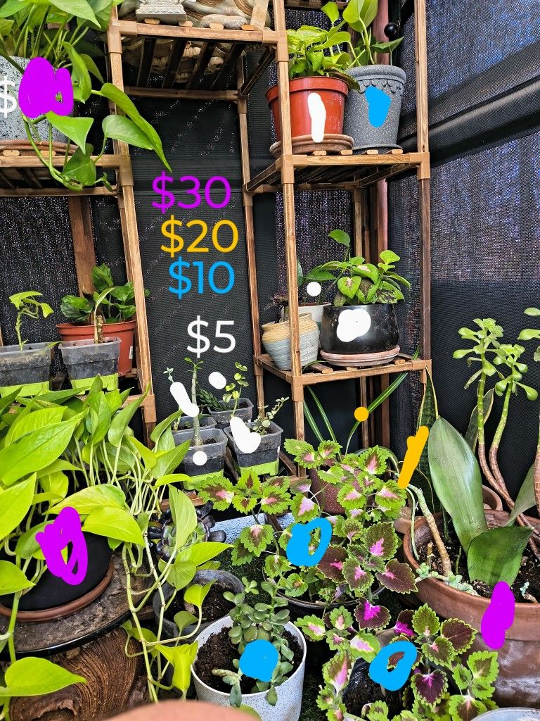 Plants From $5 To $30 Open To Negotiate