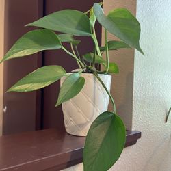 Philodendron House Plant In Cute 5.5” Ceramic Pot.