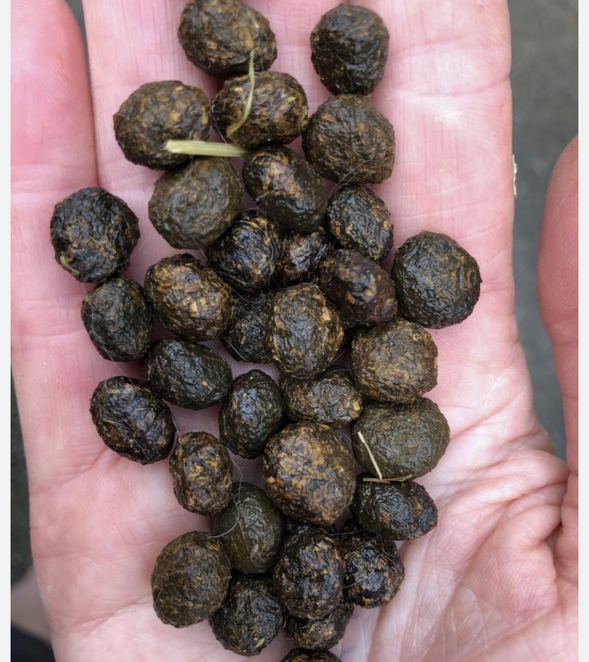 rabbit poop fertilizer