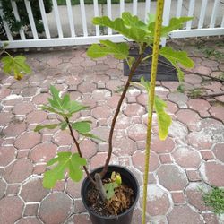Young Fig Tree