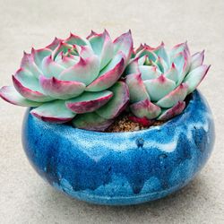 Succulents plants 🪴（Echeveria Agavoides 'Casio'）