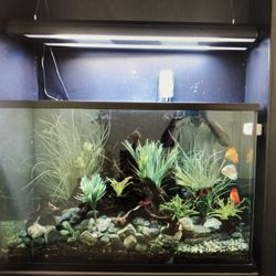 Fish Tank 160 Gallon Glass Fresh Water