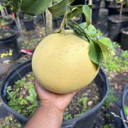 Giant Pink Pomelo Tree 