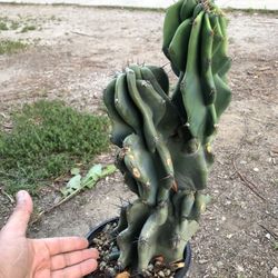 Cereus Monstrose