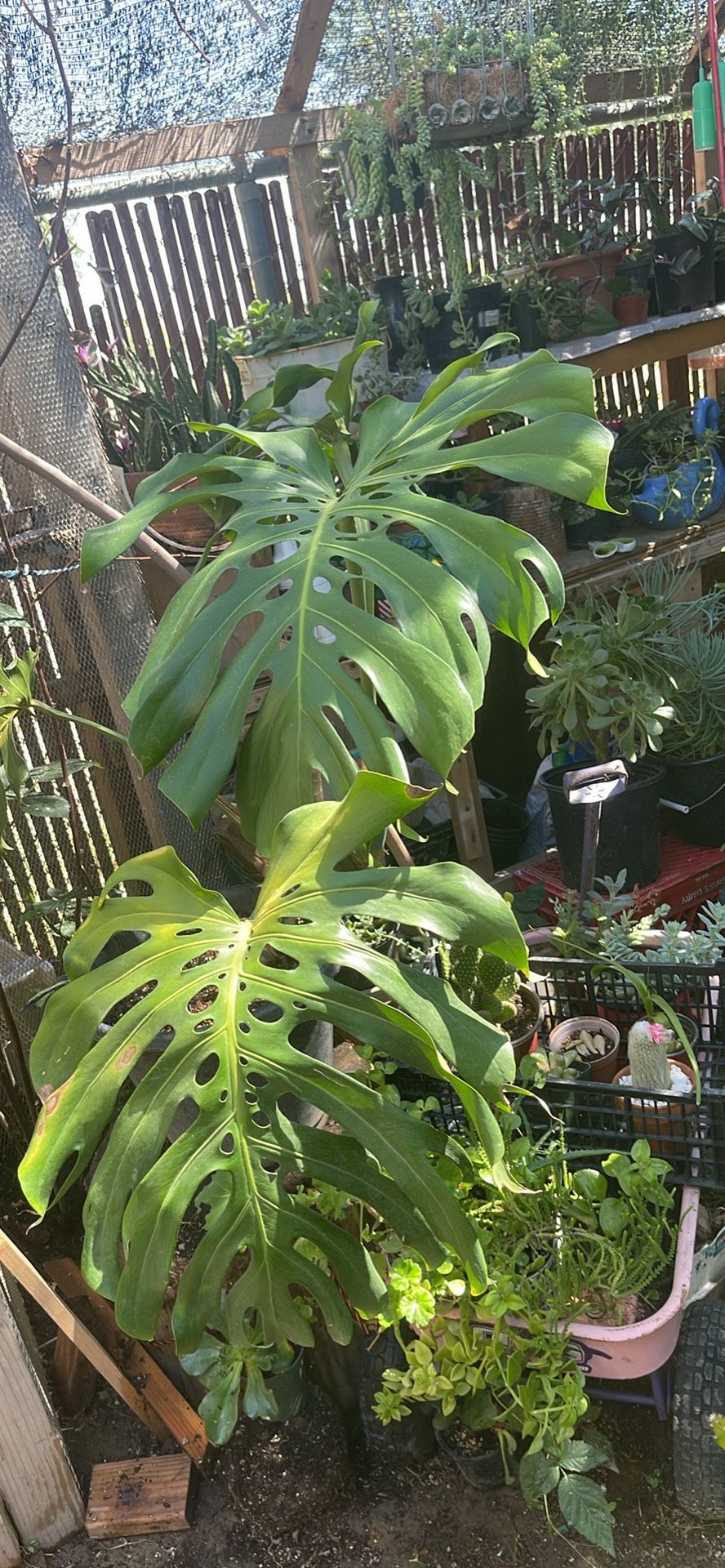 Monstera Deliciosa