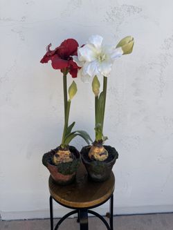 Artificial Amaryllis In Ceramic Pots