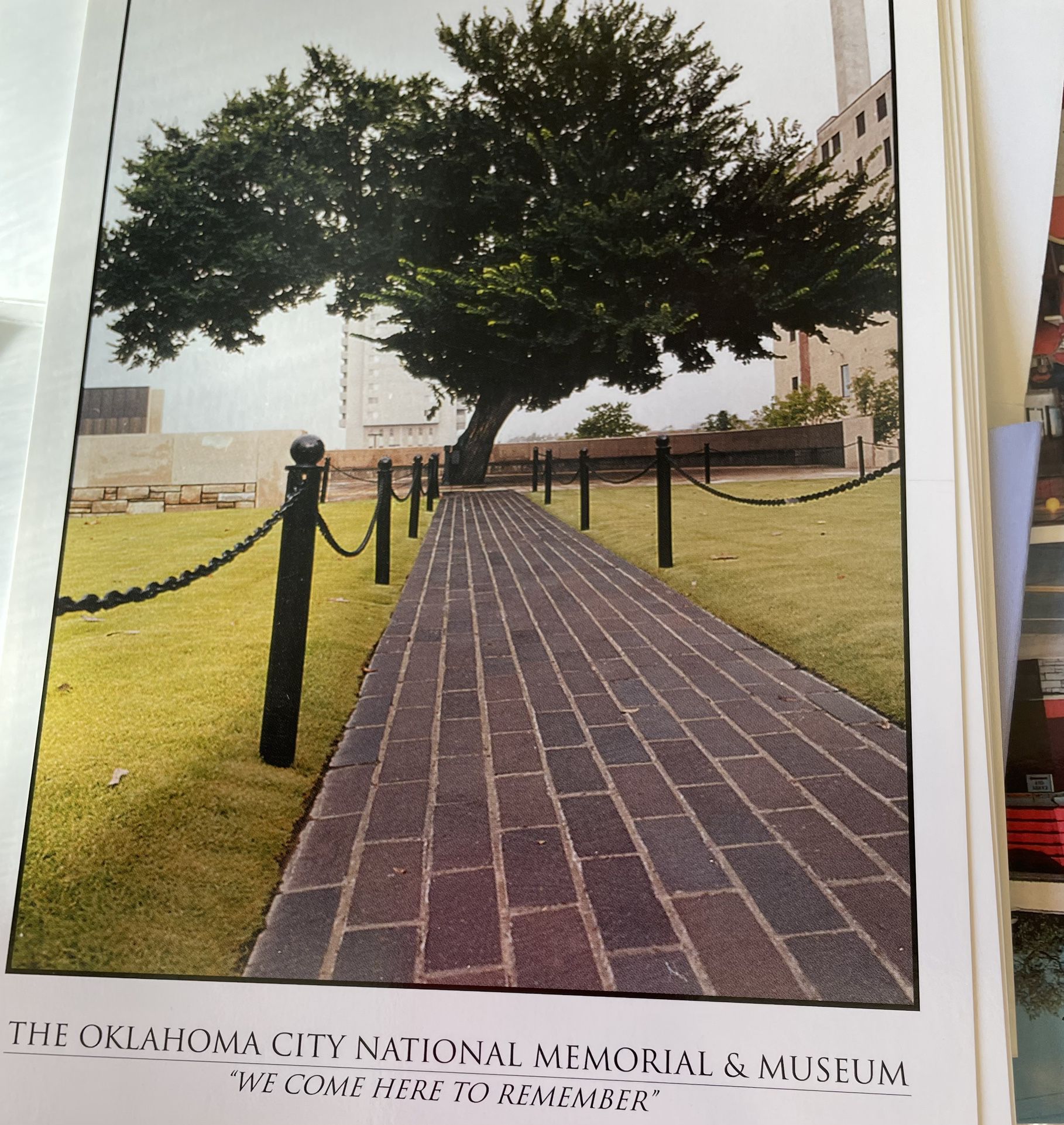 Postcard Oklahoma City National Memorial Museum Survivor Tree LARGE 2005