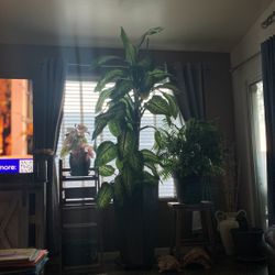 Dumb Cane Plant In Pot 