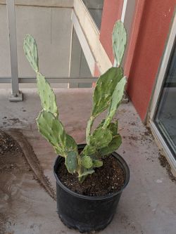 Prickly pear cactus