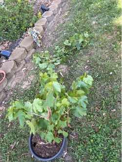 Grape plant