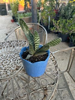 Plants