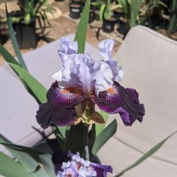 "By Design" Blooming Iris