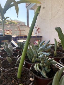 Succulent cactus