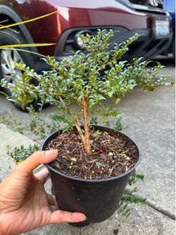 Shrub Boxwood Lonicera pileata (commonly known as privet honeysuckle or box-leaved $6 each