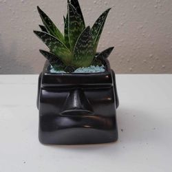 Decorative Cactus/Aloe Plant