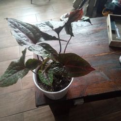 Plant For Your Valentine In Nice White Ceramic  Pot 