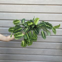 6” maranta lemon lime