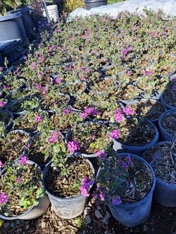 Lantana Purple 1 Galons
