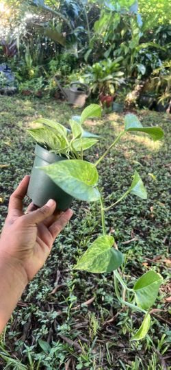 Snow queen pothos plant available