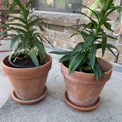 Lily Plants In Clay Pots , Each $15 Or Both For $25 