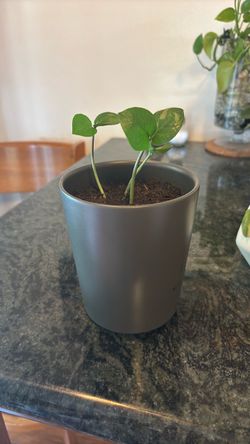 Plants