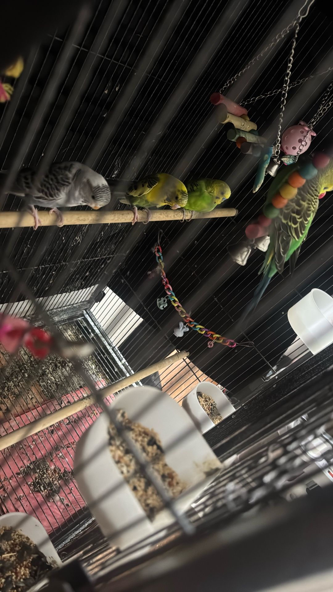 Large bird cage (🦜 included)