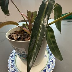 Spiritus Sancti Philodendron C