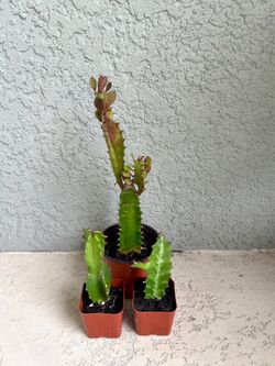 Euphorbia plant all for $5