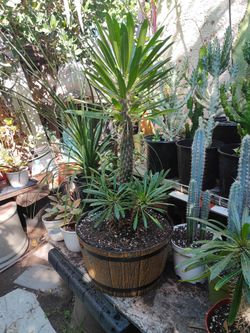 Multiple Madagascar Palm