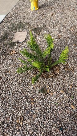 Free ash trees