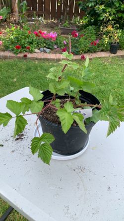 Black berry