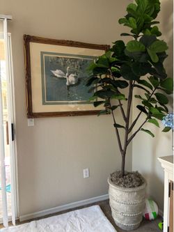 7ft faux fiddle leaf tree with planter