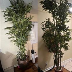Two Bamboo Plans 8ft Tall