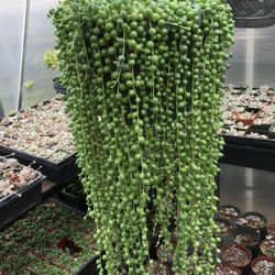 String Of Pearls Plants Succulents