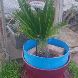 Healthy Sago Palm for Sale – Perfect Indoor or Outdoor Plant