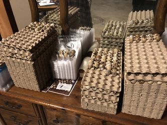 Quail eggs $5.00 per dozen.