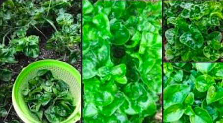 Sisso spinach (brazilian spinach?