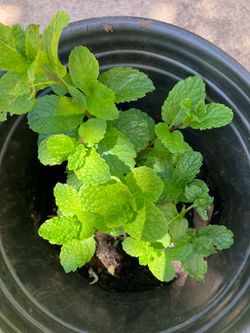 Mint Plant