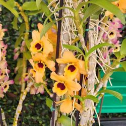 Big Dendrobium Sunray Gatton Orchid Up To 3 Feet