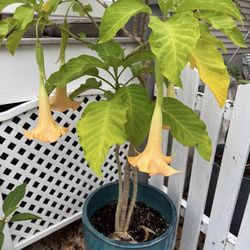 Angel Trumpet Plant