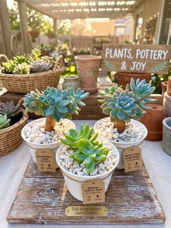 Vibrant Succulent Set - Ready for Your Home or Patio!