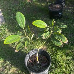 Reed Avocado Tree