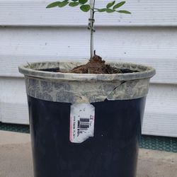 Organic Moringa Tree Plant 