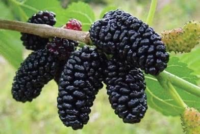 Fruiting Mulberry Trees 8ft Tall
