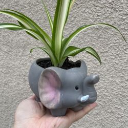 Beautiful Variegated Spider Plant With Cute Pot