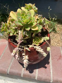 Plants