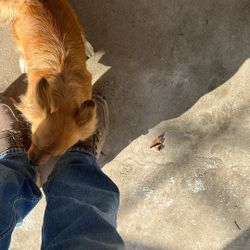 Perrita, raza como Terry